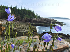 Detail along the trail to Otter Cliffs, Acadia National Park nature photo workshop with Carl Heilman II