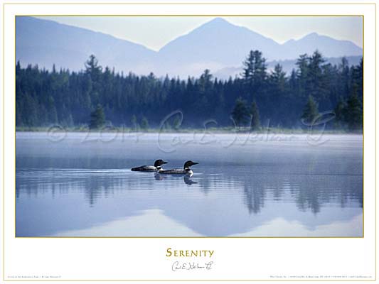 Adirondack loons poster, Adirondacks poster, loon pictures, loons fine art prints
