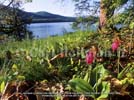 Lady Slippers along the Lake George shoreline - from Lake George pub by North Country Books - nature photography wallpaper copyright Carl Heilman II, Brant Lake, New York
