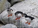 Puffins in Maine, Maine coastline and wildlife wallpaper, The Coast of Maine, Rizzoli wallpaper copyright by nature photographer Carl Heilman II, Brant Lake, New York