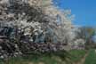 Apple blossoms near Willsboro