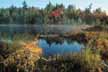 Early fall in a bog near Brant Lake