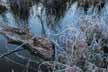 Frosty grasses along a boggy shoreline