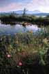 Rose pogonia in a mid-summer bog