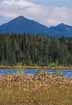 Cottongrass swaying in the breeze against a backdrop of the High Peaks