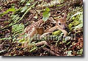 Adirondack Park nature and wildlife photography prints - fine art prints