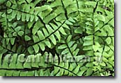 Adirondack prints and fine art nature photography - fern detail