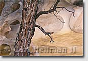 Fine art nature photography print from Capitol Reef National Park